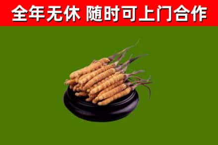 景德镇烟酒回收冬虫夏草.jpg
